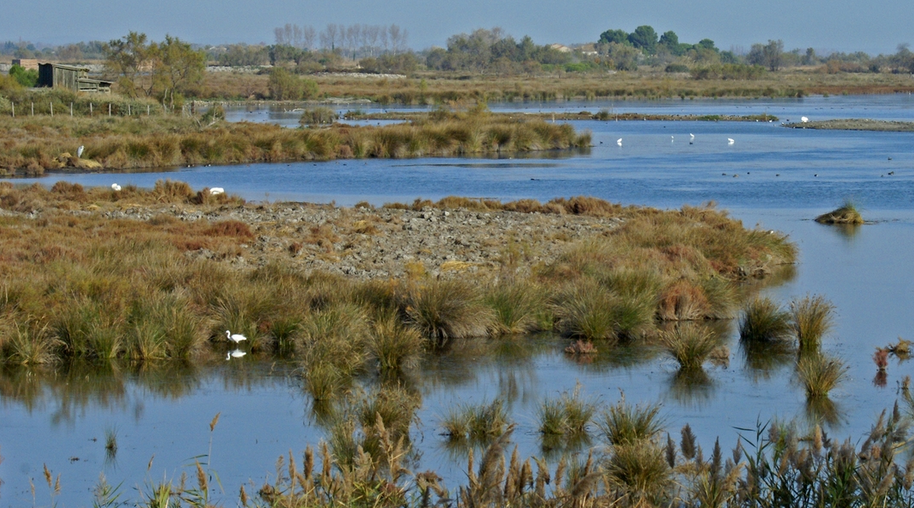 Camargue